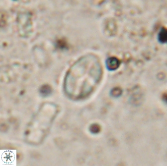 Asapholithos clarusora 15049
