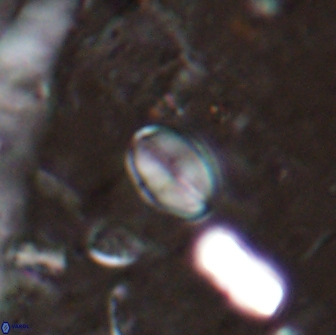 Asapholithos clarusora 15042