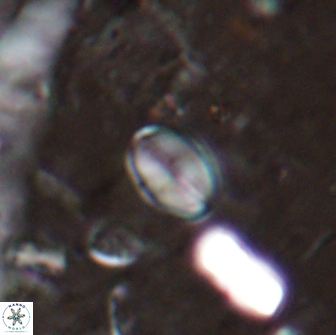 Asapholithos clarusora 15042