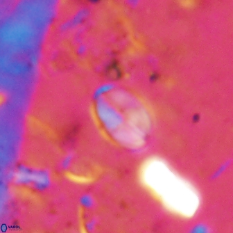 Asapholithos clarusora 15043