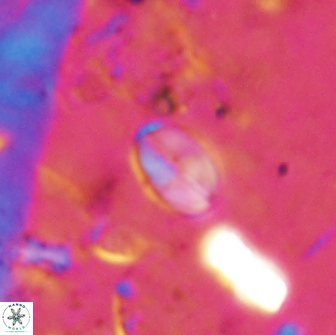 Asapholithos clarusora 15043