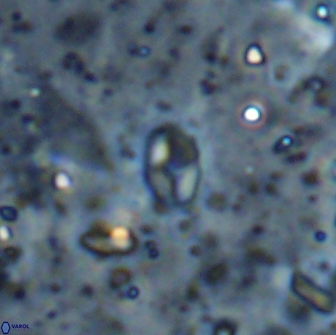 Asapholithos clarusora 15054