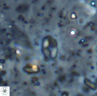Asapholithos clarusora 15054