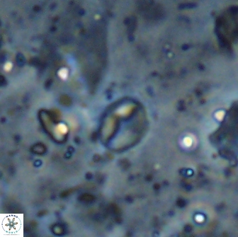 Asapholithos clarusora 15055