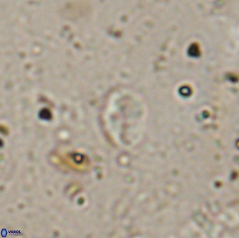 Asapholithos clarusora 15056