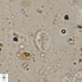 Asapholithos clarusora 15056