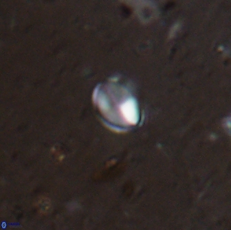 Asapholithos clarusora 15057