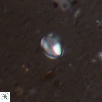 Asapholithos clarusora 15057