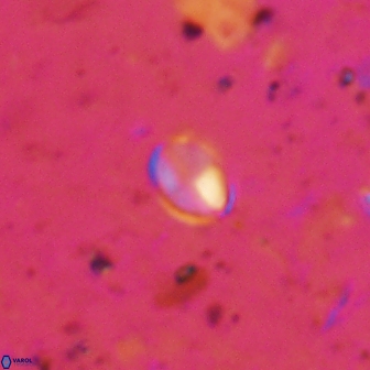 Asapholithos clarusora 15058