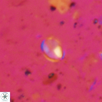 Asapholithos clarusora 15058