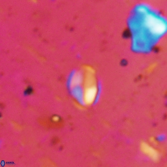 Asapholithos clarusora 15059