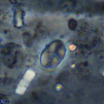 Asapholithos clarusora 15050