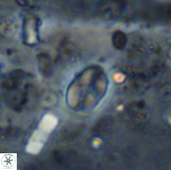 Asapholithos clarusora 15050
