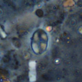 Asapholithos clarusora 15051