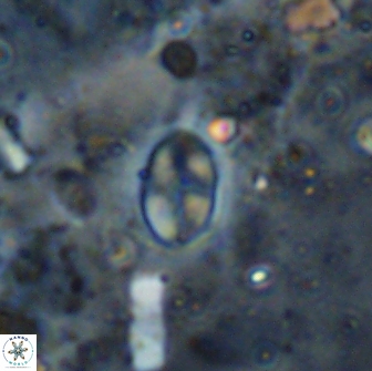Asapholithos clarusora 15051