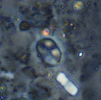 Asapholithos clarusora 15052