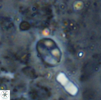 Asapholithos clarusora 15052