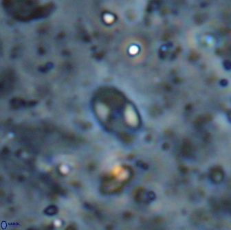 Asapholithos clarusora 15053