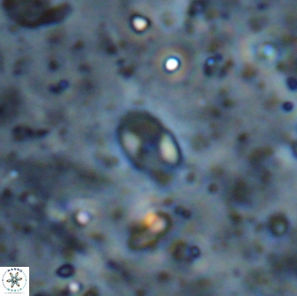 Asapholithos clarusora 15053