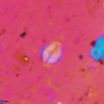 Asapholithos clarusora 15064