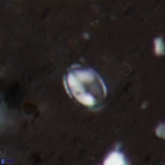 Asapholithos clarusora 15065