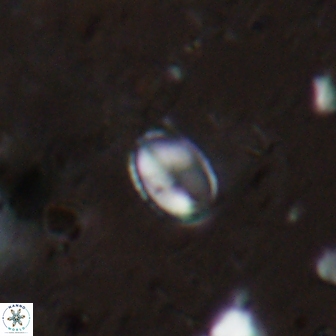 Asapholithos clarusora 15065
