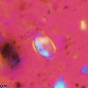 Asapholithos clarusora 15066