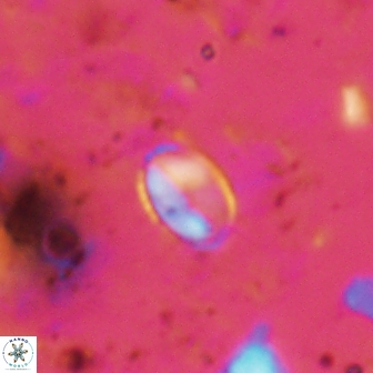 Asapholithos clarusora 15066