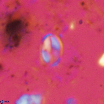 Asapholithos clarusora 15067