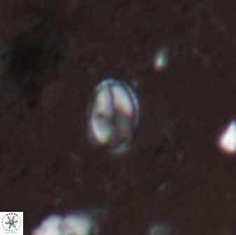 Asapholithos clarusora 15068