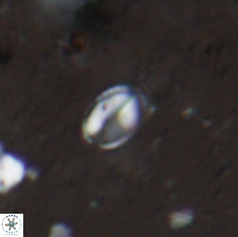 Asapholithos clarusora 15069