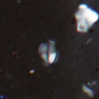 Asapholithos clarusora 15060