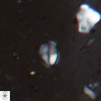 Asapholithos clarusora 15060