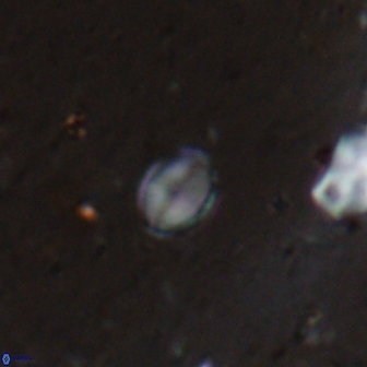 Asapholithos clarusora 15061