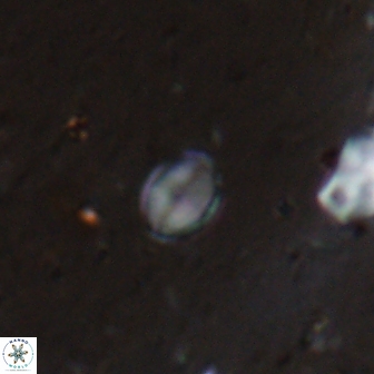 Asapholithos clarusora 15061