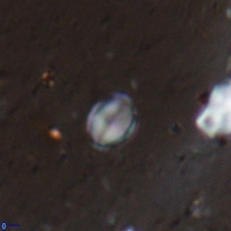 Asapholithos clarusora 15062