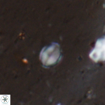 Asapholithos clarusora 15062