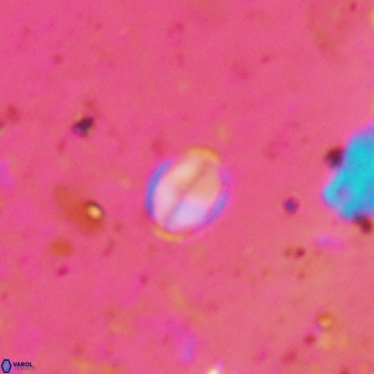 Asapholithos clarusora 15063