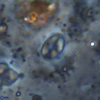 Asapholithos clarusora 15074