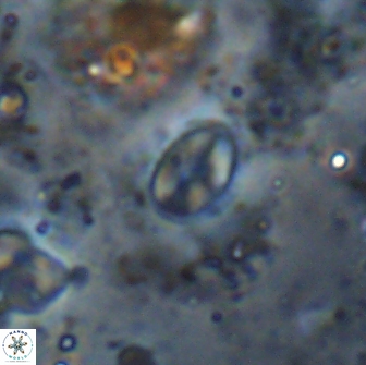 Asapholithos clarusora 15074
