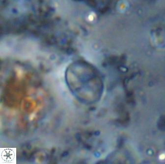 Asapholithos clarusora 15075