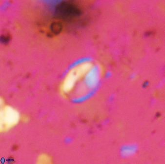 Asapholithos clarusora 15070