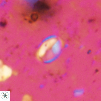 Asapholithos clarusora 15070