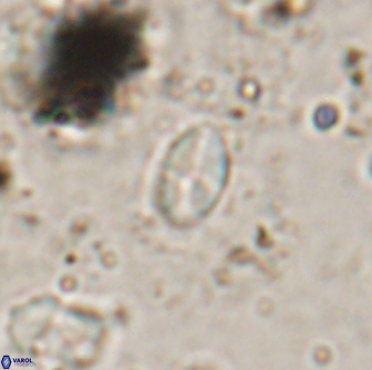 Asapholithos clarusora 15071