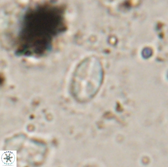 Asapholithos clarusora 15071