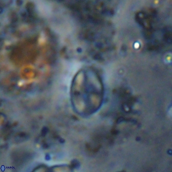 Asapholithos clarusora 15072