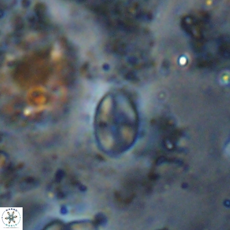 Asapholithos clarusora 15072