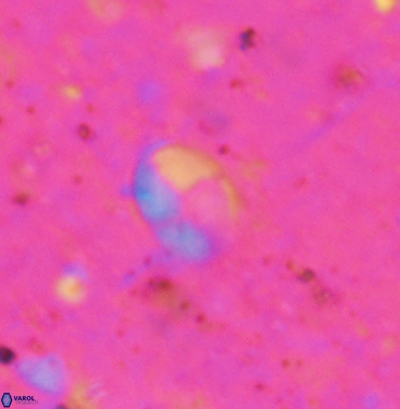 Asapholithos clarusora 6103