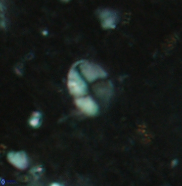 Asapholithos clarusora 6105