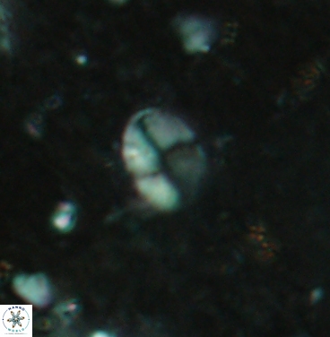 Asapholithos clarusora 6105